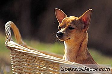 Comportement De Mastication Du Chihuahua