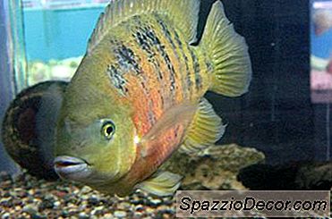 Chocolate Cichlid Fish Pflege