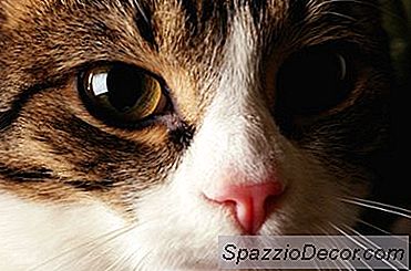 Chronische Uris Bij Katten