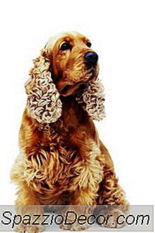 Cocker Spaniel Com Uma Infecção De Levedura Na Pele