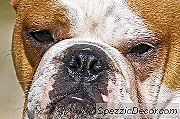 Algemene Oorzaken Voor Gastritis Bij Bulldoggen