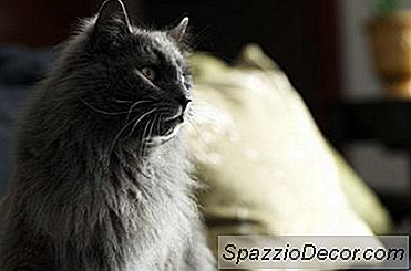 Doenças Comuns Do Gato Da Velhice