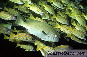 Afrika Çiklitlerinin Ve Plazelerinin Uyumluluğu