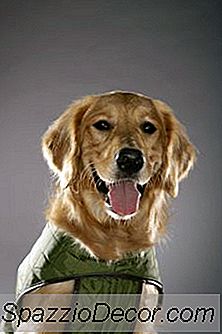 Kølevest Til Hunde