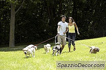 Könnte Eine Zusammenbrechende Luftröhre Mit Anderen Hunden Oder Katzen Ansteckend Sein?