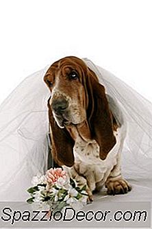 Idéias Criativas Para Coleiras De Cães De Casamento