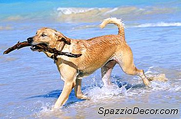 Heilmittel Gegen Angstzustände Bei Labrador Retrievern