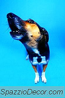 Curas Para Cães Latindo