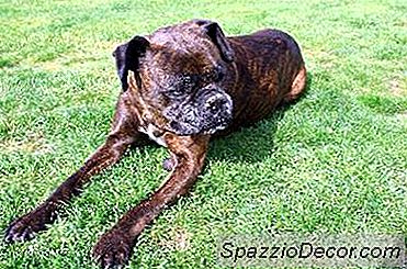 Doença De Cushing Em Um Cão Geriátrico