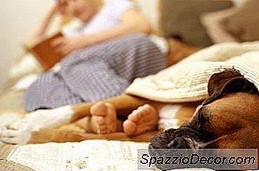 Almofadas Para Cães
