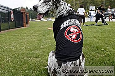 Camicie Stampate Personalizzate Per Cani