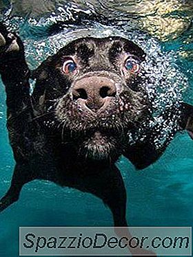 The Cutest Dogs Of Instagram