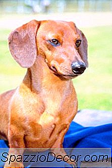 Dachshund, Der Morgens Gras Isst