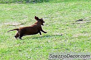 Ansiedade E Inquietação Dos Dachshunds