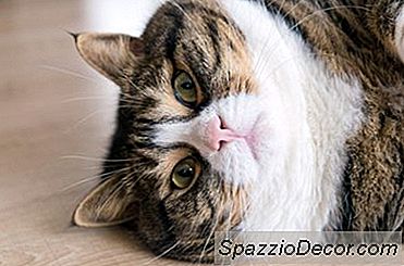 Die Gefahren Einer Überfütterung Ihrer Katzen