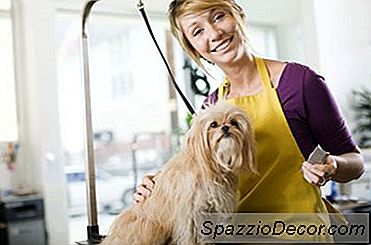 De-Matting A Dog