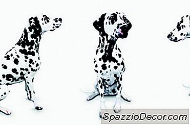 Mielopatia Degenerativa E Dalmata