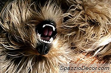 Tandverzorging Voor Honden: Tanden Van Een Hond Poetsen Om Een ​​Slechte Adem Te Stoppen