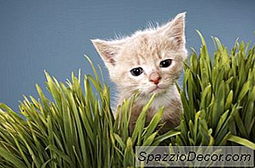 Desenvolvendo Uma Alergia Da Maca Do Gato Clumping