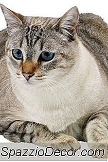 Diabete In Gatti Anziani