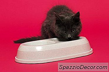 고양이의 갑상선 기능 항진증에 대한 다이어트