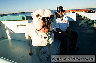 Johnson 또는 Scott American Bulldogs의 차이점