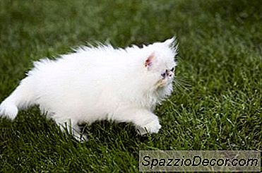 Toate Pisicile Himalaya Au Fețe Plate?