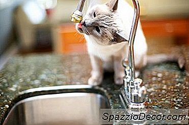 ¿Los Gatos No Saltan En Las Encimeras?