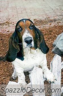 Os Basset Hounds Precisam De Suas Glândulas Anais Expressas?
