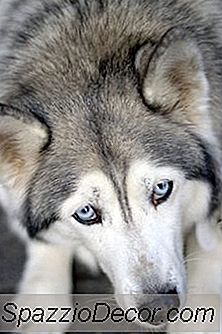 Les Huskies De Sibérie Aux Yeux Bleus Sont-Ils Plus Touchés Par La Cataracte Que Les Yeux Bruns?