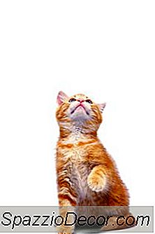 Les Chats Mangent-Ils De L'Herbe À Chat Sèche?