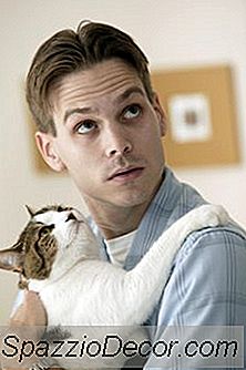 Erleben Katzen Gefühle Aus Demselben Teil Ihres Gehirns Wie Menschen?