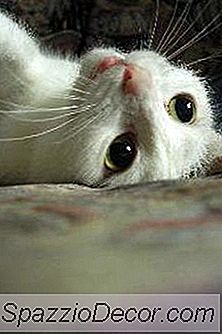 Fühlen Katzen Wie Hunde Zuneigung Zu Ihren Besitzern?