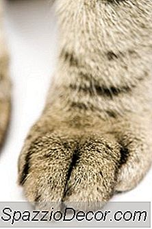 고양이는 그들의 발에 뜨겁거나 차가운 느낌을 느낍니까?