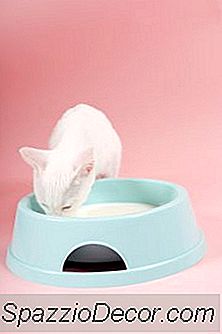 Kediler Süt İçerken Karın Ağrınız Var Mı?