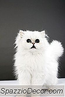 Krijgen Katten Verbrandingen?