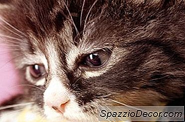 Os Gatos Sofrem Quando Outro Gato É Retirado?
