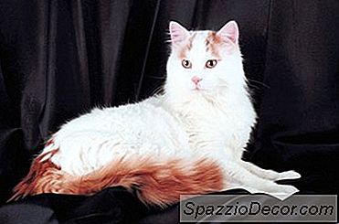 Les Chats Sautent-Ils Dans L'Eau?