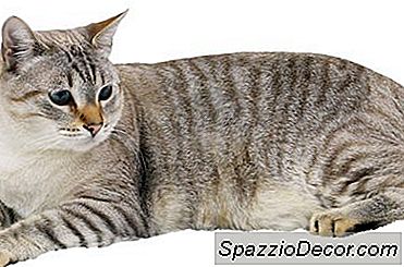 Vet Katter Vad Kyss Är?