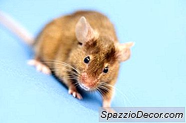 Mèo Có Thích Ăn Chuột Không?