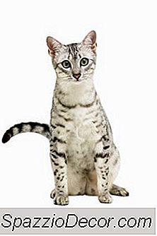 Les Chats Ont-Ils Besoin De Nourriture En Conserve?