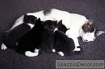 ¿Los Gatos Recuerdan A Sus Bebés?