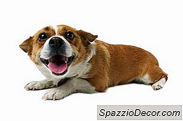 Apakah Corgis Suka Kucing?