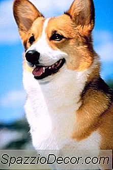 Os Corgis Precisam De Cortes De Cabelo?
