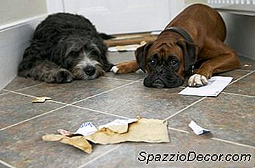 Est-Ce Que Les Chiens Se Comportent Mal À Cause Des Autres Chiens?