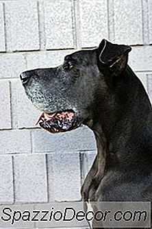 Câinii De Câine Maturi Mai Repede Decât Câinii De Sex Masculin?