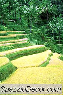As Espécies Do Gourami Se Dão Bem?