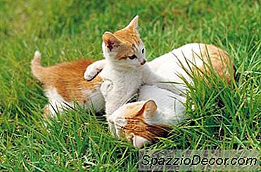 ¿El Calor Y El Polen Molestan A Los Gatos?