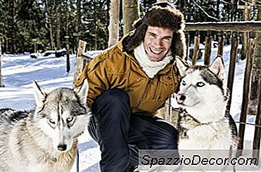 ¿Los Perros Esquimales Necesitan Más Comida En El Invierno?