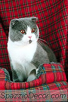 Do-It-Yourself Cat Playpen